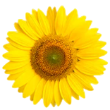 Vitamina E