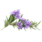 Lavanda